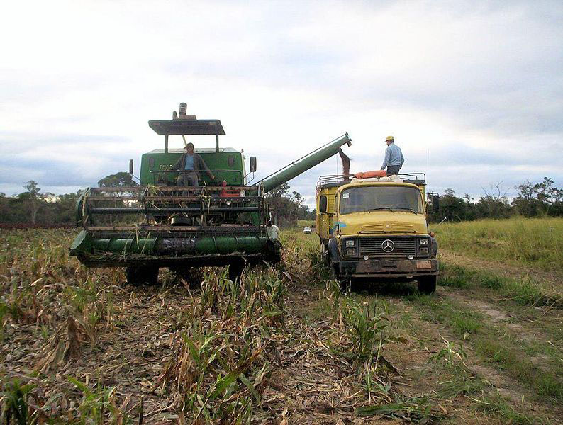 794px-Sorghum_linea_14_Alto_Paraguay.jpg